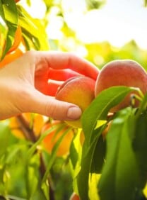 Horizontal image of a hand reaching to pick a ripe peach from a peach tree.