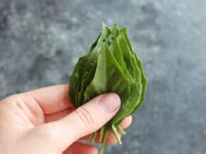 Hand holding pile of large basil leaves.