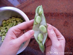 All About Fava Beans: How to Cook, Soak, Peel and Freeze - Learn how to cook all varieties of fava beans to prepare them for use in recipes. Includes storage and freezing techniques.