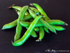 All About Fava Beans: How to Cook, Soak, Peel and Freeze - Learn how to cook all varieties of fava beans to prepare them for use in recipes. Includes storage and freezing techniques.