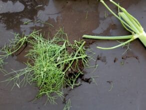 Fennel fronds.