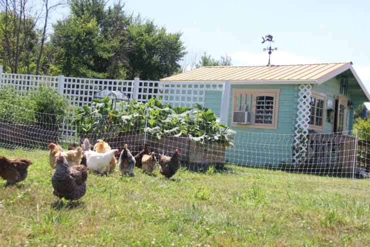 A bunch of chickens grazing in a huge garden