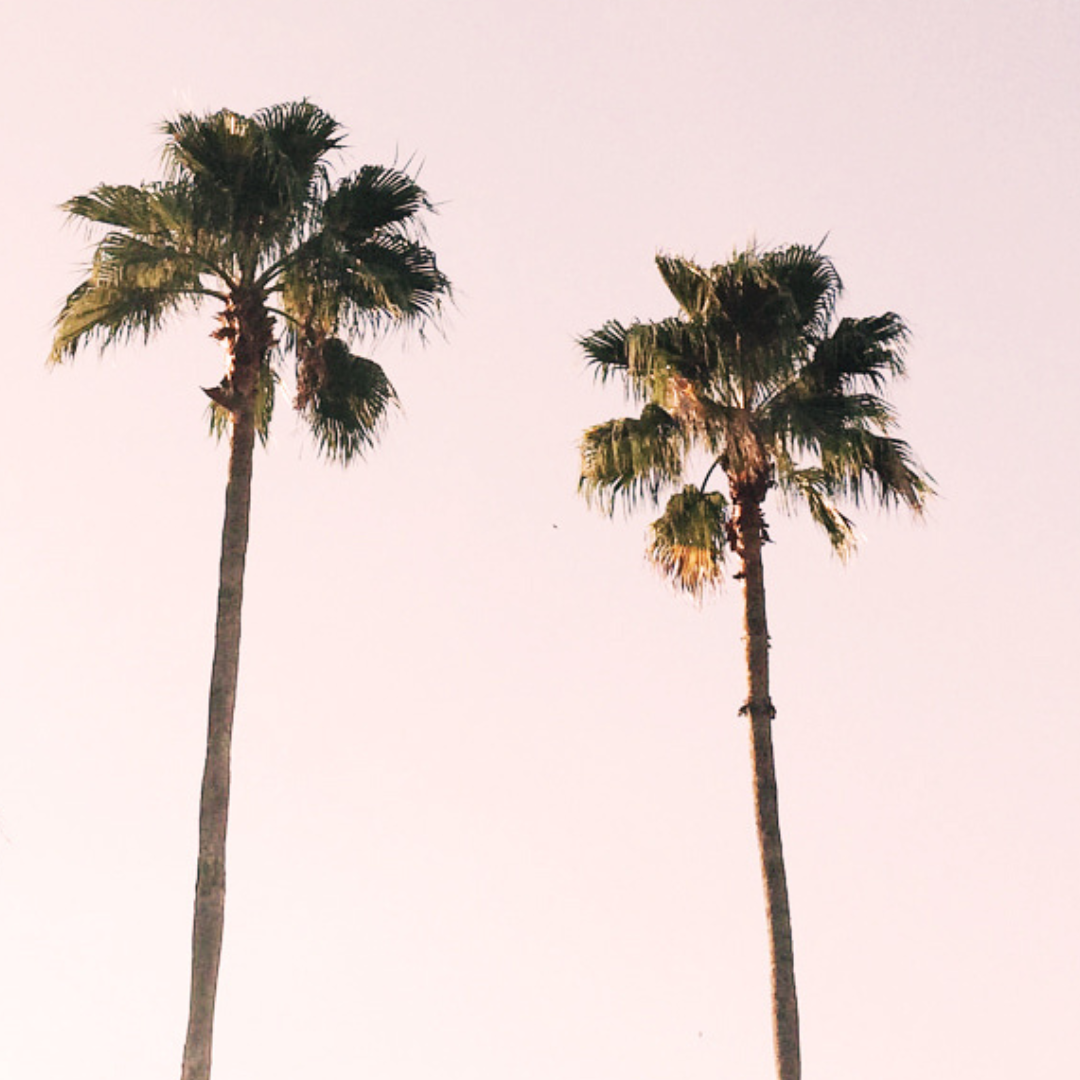 palm trees against a pink and purple sky